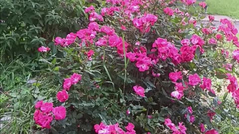 Spring colors