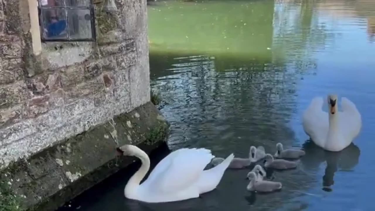 A Serene Swan Family Stroll 🐣✨