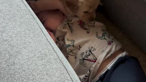 baby and dog amazing bonding