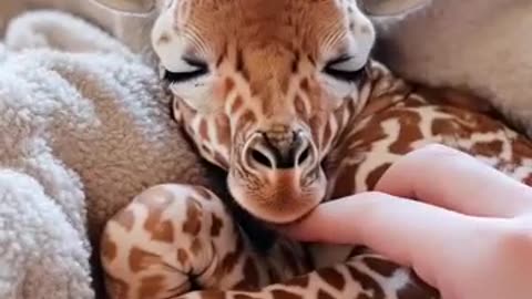 The Long-Necked Wonder: Baby Giraffe’s Tranquil Sleep Will Melt Your Heart!