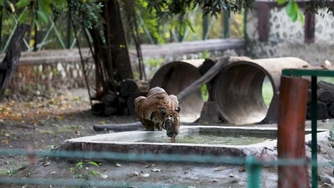 Bengal Tiger Drinking Water In Indian Wildlife