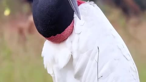 Viral