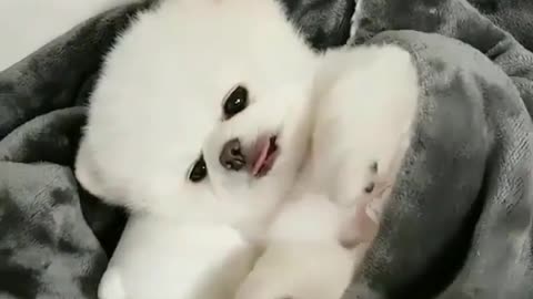 funny animals