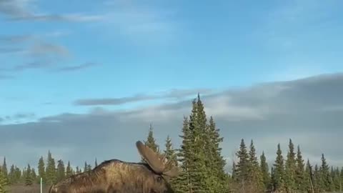 Gigantic Moose