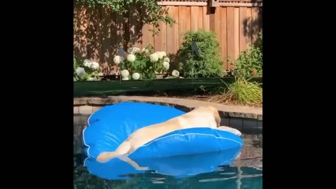 Funniest Cats/Dogs
