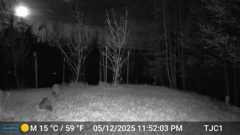Cat & Coon