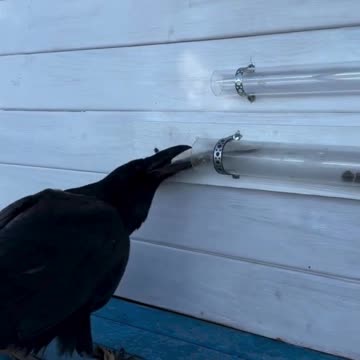 I think this raven might be smarter than a dog - KTM Ads Agency - accountforrent.com