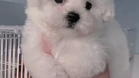 Cute pets | Cutest Pets Ever