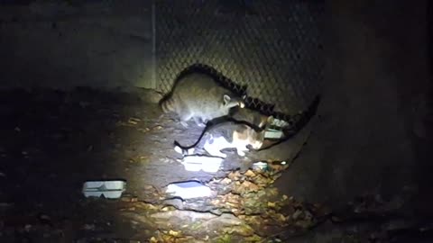 Raccoons showing up while feeding the kitties