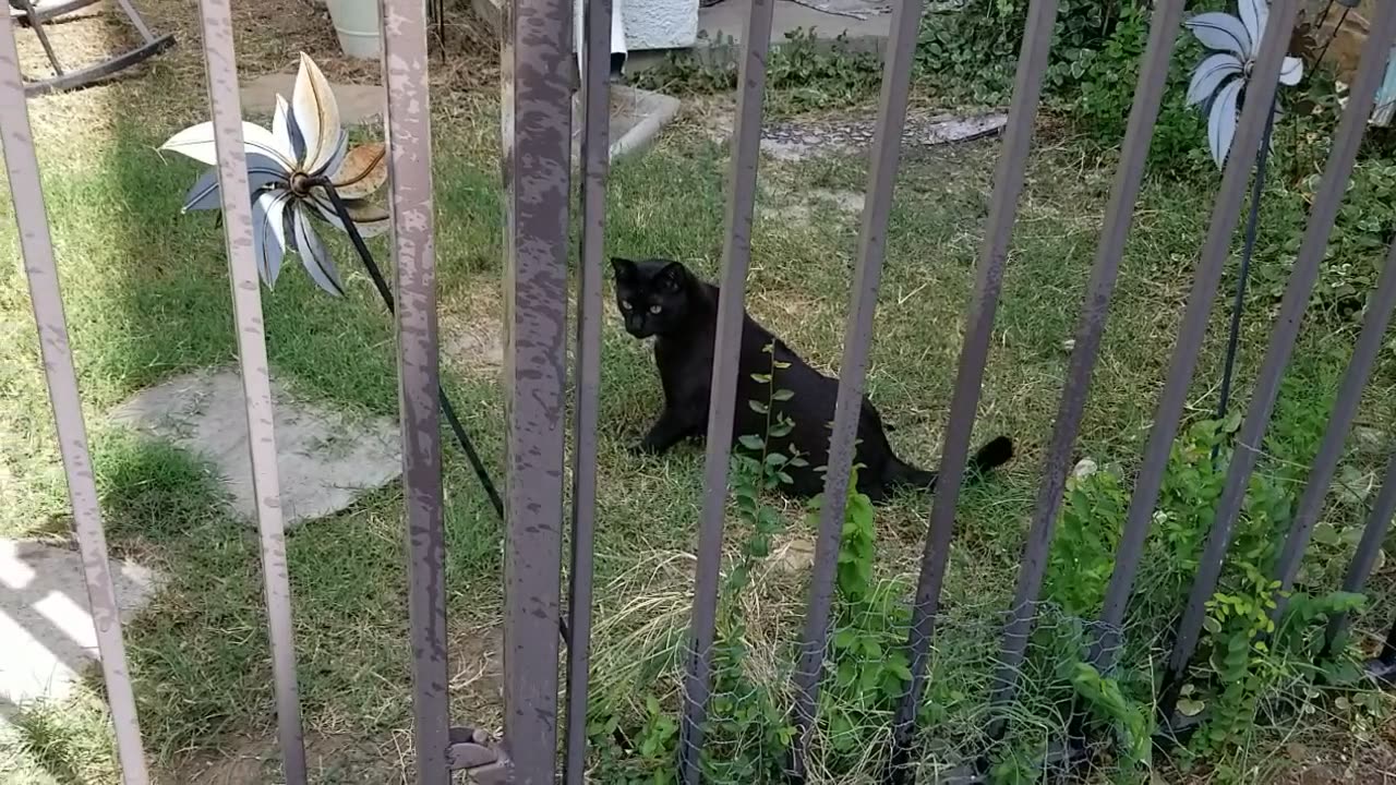 20250813 111932 Tux Microgecko Chase-down