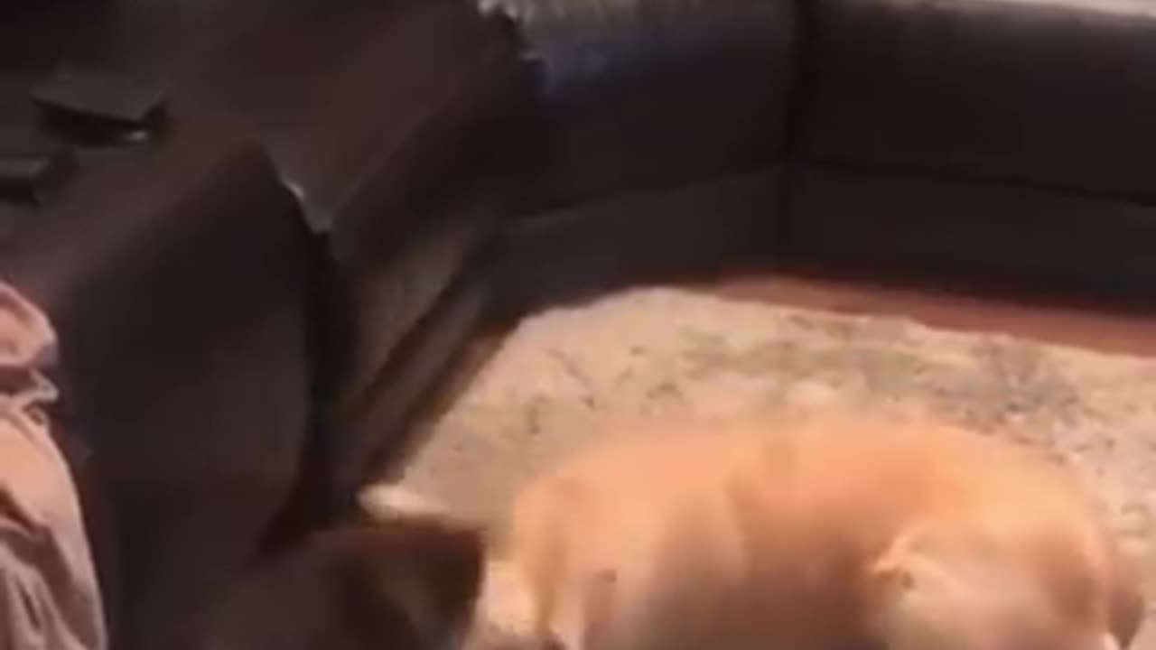 Funny animals 😆 - Funniest Cats and Dogs Video🐕🐈