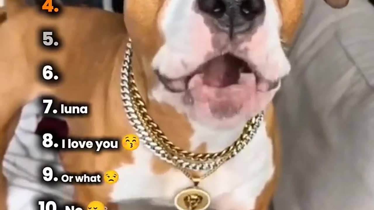 Ranking dogs speaking