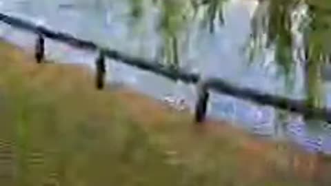 Southchurch park duck park walk