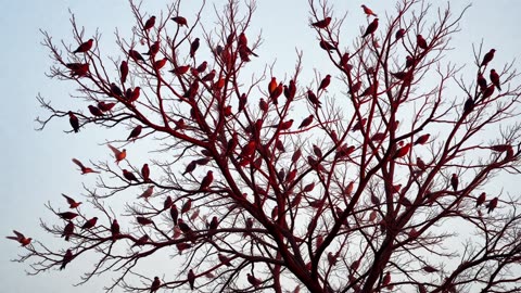 Birds Gathering in the Evening. Relaxing sounds. Drift into your own happiness.