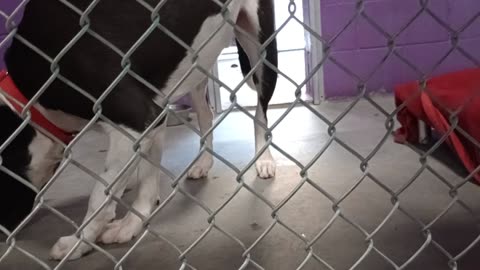 Oreo 2y Pet Id 947334 kennel 12 HSSAZ shelter yearns 4 human attention our bond's valuable2025080898