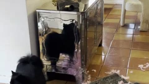 Pomeranian Pups Destroy Pink Tree