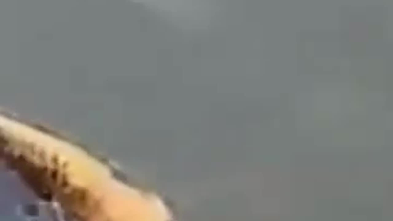 💋 Have you seen Human-Faced Fish