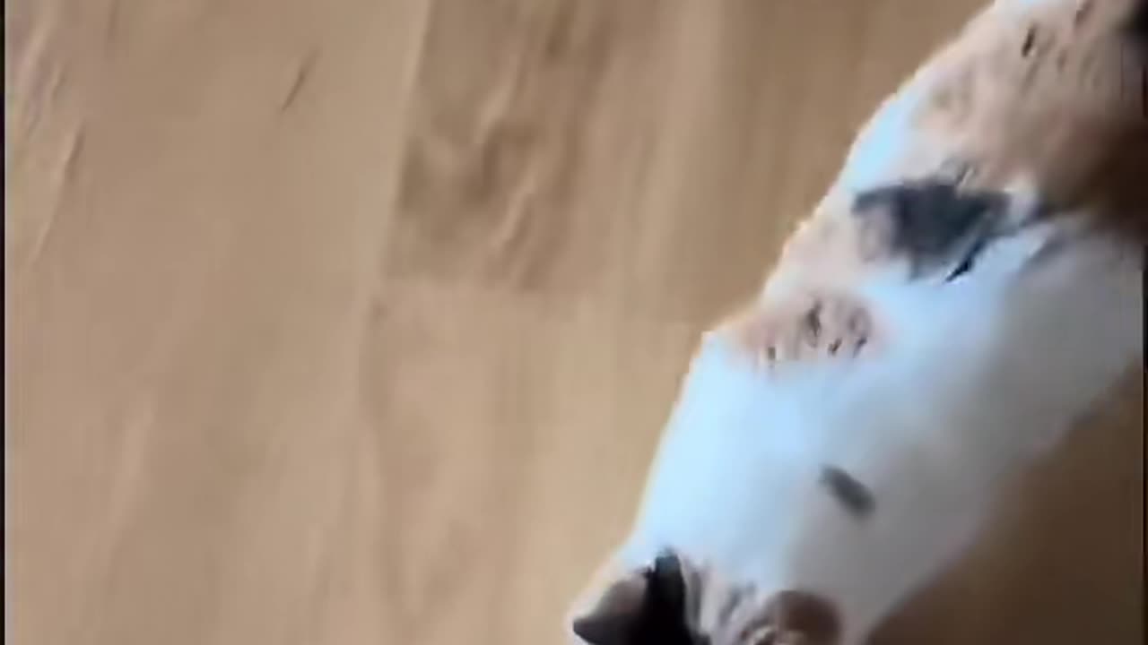 These Cats Will Make You Laugh So Hard!