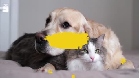 The most beautiful dog and cat