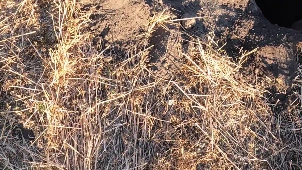 Trapping Mean Badger and Raccoon