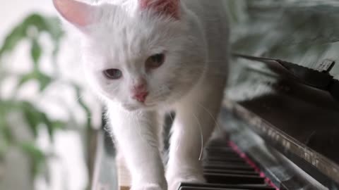 🎹🐱 "Paw-some Pianist! Cat Walks the Musical Path!"