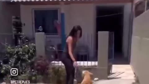 Dog's rescue