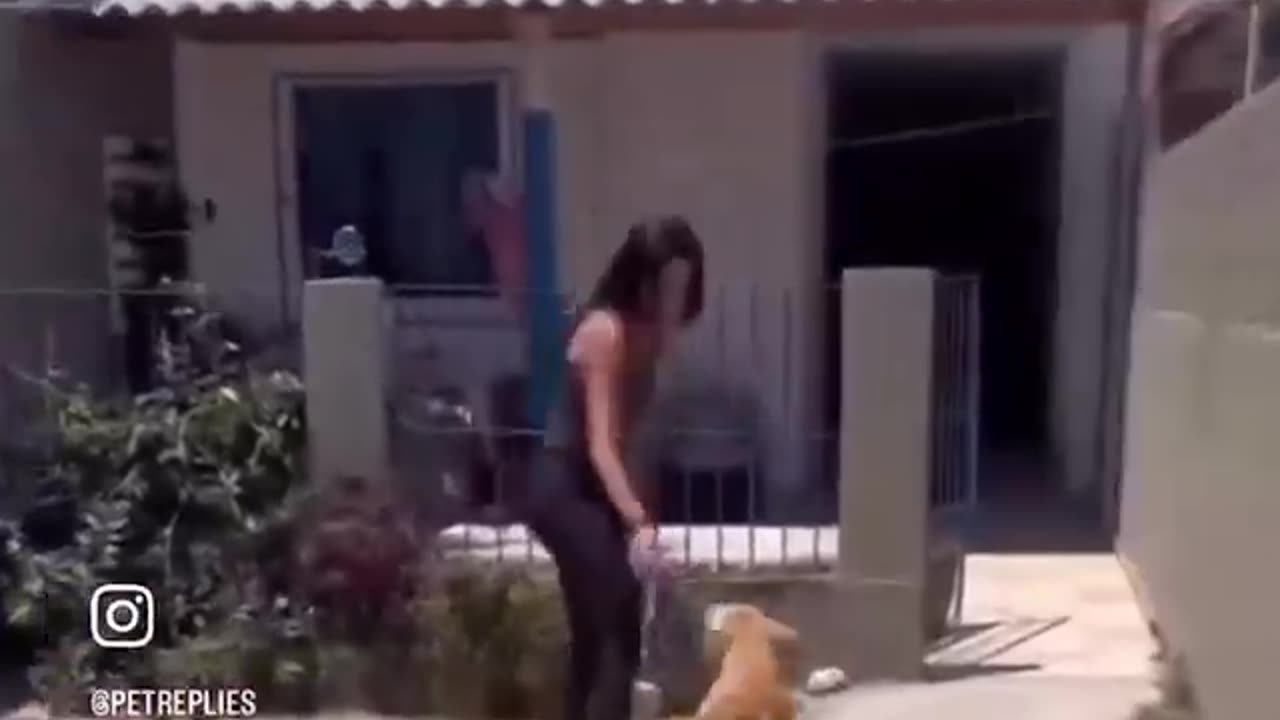 Dog's rescue