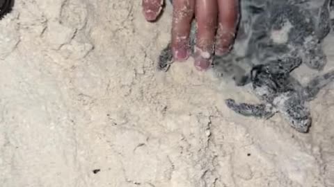 Volunteers Collect Sea Turtle Hatchlings Babies for Safe Release