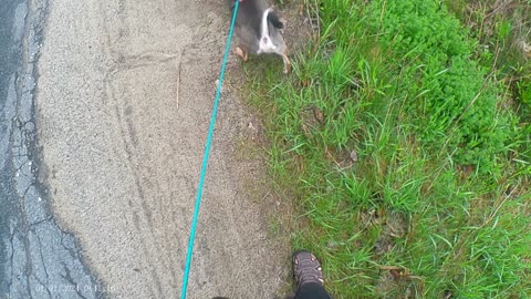 Dog walk (camera test)