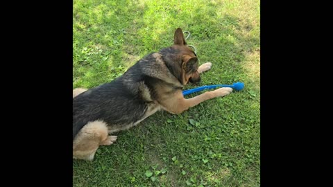 Virgil german shepherd.