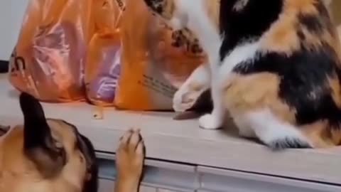 😂🤝 Teamwork Makes the Dream Work (Even for Pets)! | FunFM