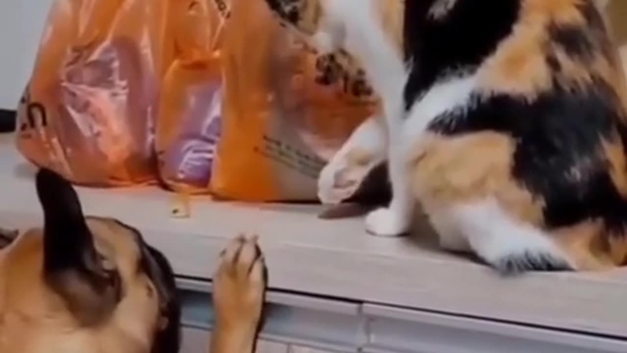 😂🤝 Teamwork Makes the Dream Work (Even for Pets)! | FunFM