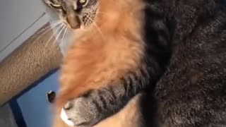 😂👑 You Won't Believe This King of Derps! | FunFM