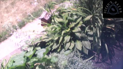 Butch the Sunflower