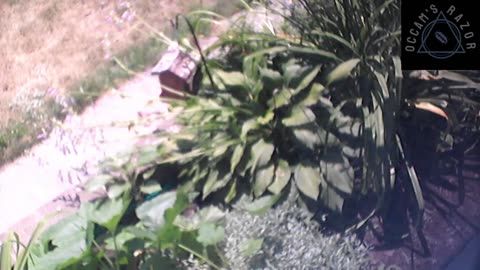 Butch the Sunflower
