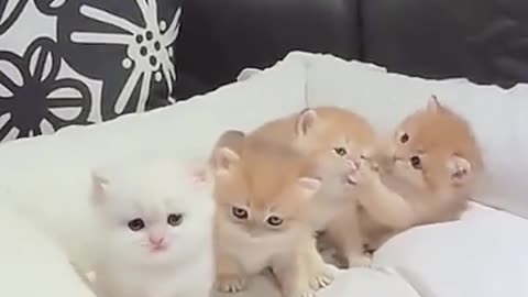 📹 cute kitten - be cute
