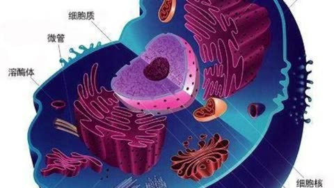 洽加斯病蔓延 造成猝死寄生蟲