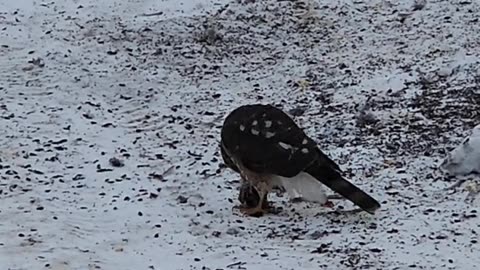 Cooper's Hawk just after it nailed a Mourning Dove.