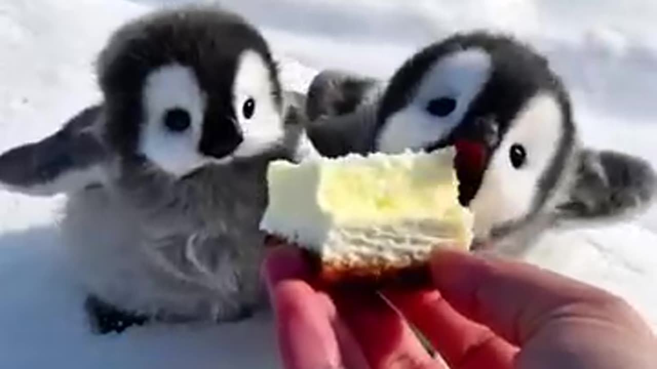 two penguins are too cute