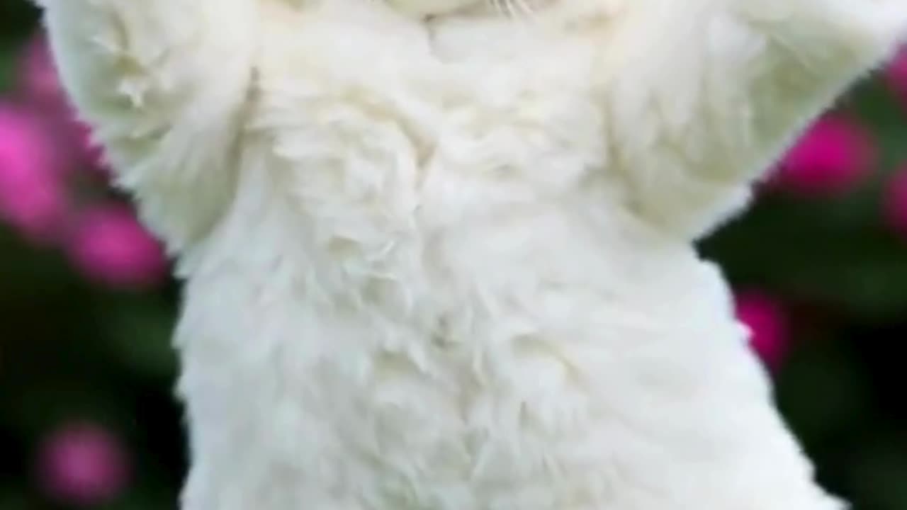 Llama Cat Dancing #cat #dancingcat #petdance #dancingpets #catdancer #dance #funny #penguin #llama