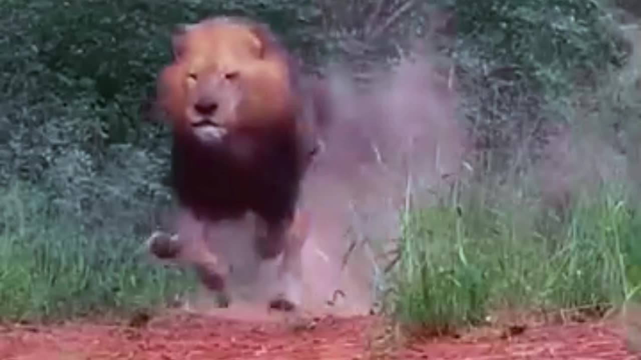 Aja Aja The lion came singing and calling🥴🤣
