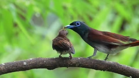 Asiyan paradise Flycatcher