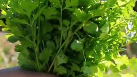 Two benefits of eating green coriander