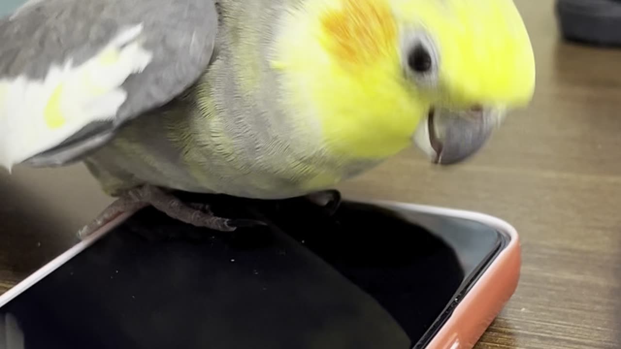 Cockatiel Taps Beak On Phone Screen