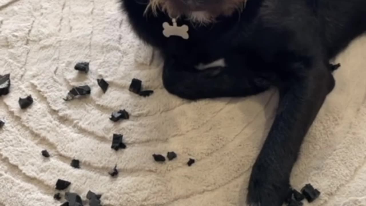 Dog Chews Up Favorite Flip Flops