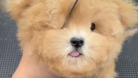 How Hair Cut Puppies Face Hair?