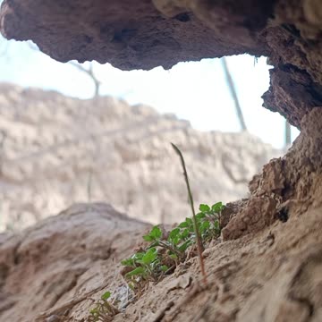 Life Flows Within the Soil