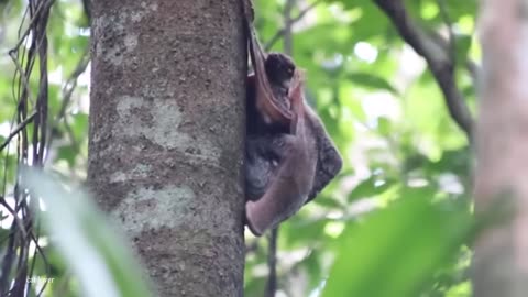 WEIRDEST ANIMALS in the World