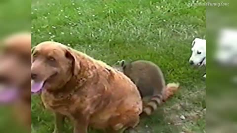 FUNNY ANIMAL VIDEOS best moments
