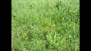 Strong Ability To Filter Water Straw Color Flatsedge August 2024